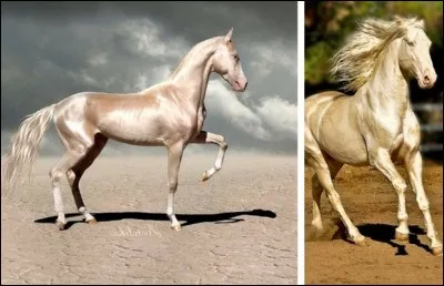 Quel est le nom exact de la race de ce cheval ?