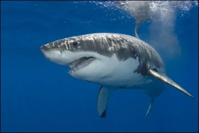 Quel est cet animal ?