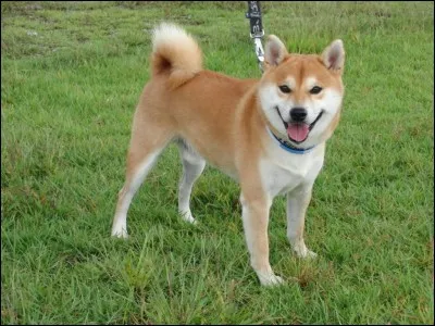 Je le veux ! Mais quel est cet animal ?