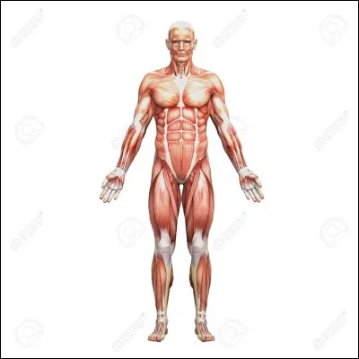 Les muscles sont formés de :