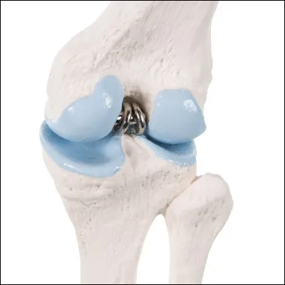 Quelle est l'articulation du bras et celle de la jambe ?