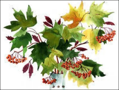 Très grand arbre d'Afrique tropicale, au bois rosé clair et à grain très fin, utilisé en menuiserie et ébénisterie : ma...