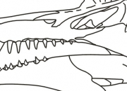 Quiz Anatomie des crnes de dinosaures