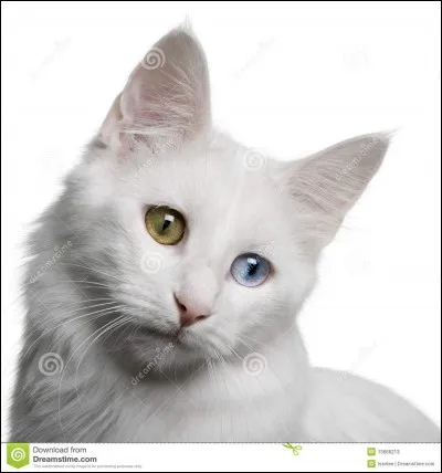 Il a de longs poils, il est souvent blanc aux yeux vairons.