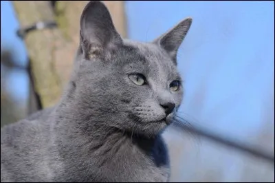 On dit que ce chat a les poils "bleus".