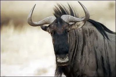 Lequel de ces animaux des prairies africaines partage une source de nourriture avec le zèbre ?