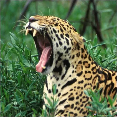 Quelle couleur pr&eacute;f&egrave;res-tu ?