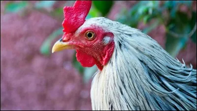 Que pr&eacute;f&egrave;res-tu manger ?