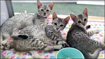 Où voudrais-tu le prendre ?