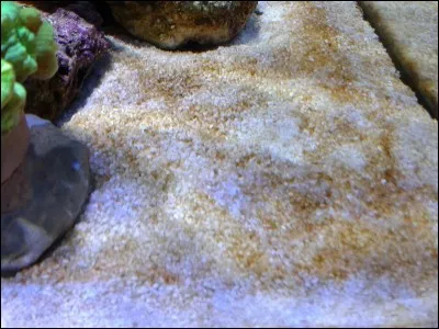 À quoi sont dues les diatomées ?