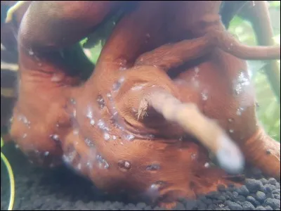 Que voyez-vous sur la photo ?