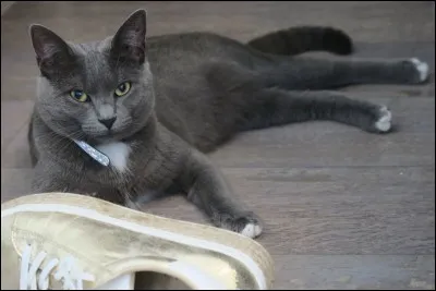 Qui est le maître ou la maîtresse de ce chat ?