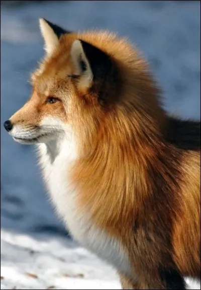 Comment appelle-t-on le cri du renard ?