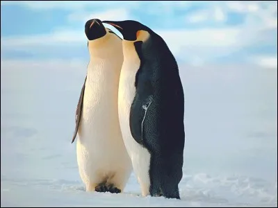 Comment appelle-t-on le cri du pingouin ?