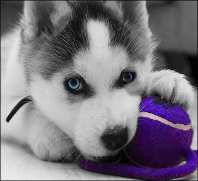 Quel chien de traîneaux a les yeux bleus ?