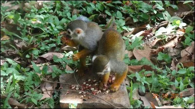 Croix à branches coudées, rencontrée à toutes les époques et sur tous les continents !