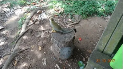 Il peut être de lait, ou créer la zizanie !