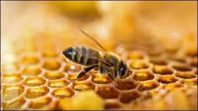 C'est la guêpe qui est à l'origine du miel.