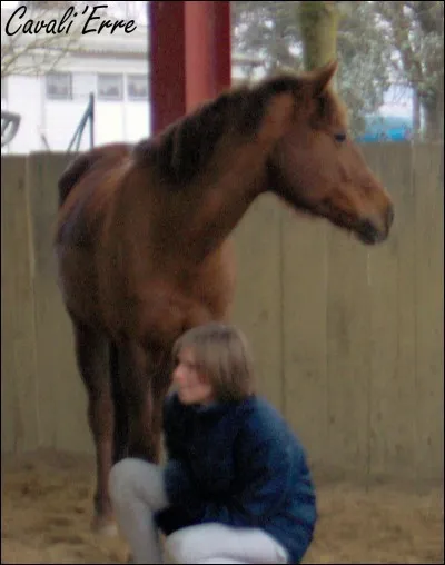 Quelle est la chose la plus dangereuse quand on panse un cheval ?