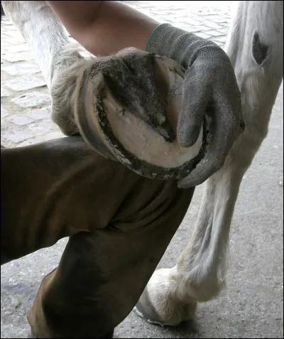 Avec quoi faisons-nous avancer le cheval ?