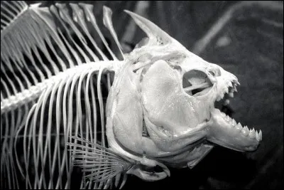 Dans quelle eau les piranhas vivent-ils ?