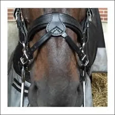 "Prendre le mors aux dents", qu'est-ce que le mors dans l'équipement du cheval ?