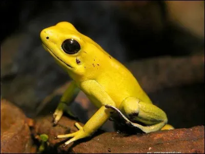 Si nous touchons cette grenouille que peut-il nous arriver ?