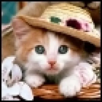 Quelle race de chat est le persan ?