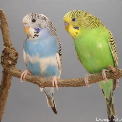 Quel est cett oiseau ?