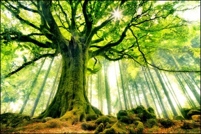Que compte-t-on pour calculer l'âge d'un arbre ?