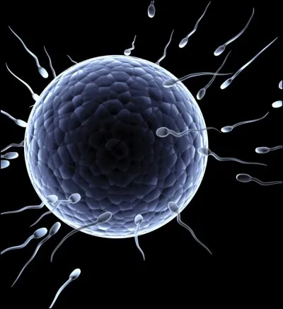 Comment sont appelées les cellules de sexe masculin ?