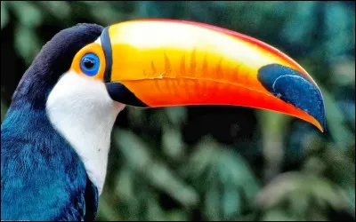 Quel ordre d'oiseaux inclus les pics et les toucans ?