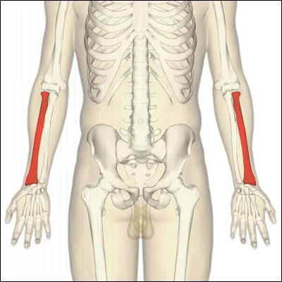Quel est l'os de l'avant-bras qui se trouve à côté de l'ulna ?