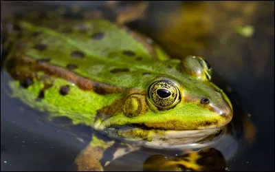 Qu'est-ce qu'une grenouille est susceptible de manger ?