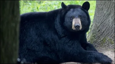 Laquelle de ces réactions est naturelle chez un ours noir lorsque la température change ?