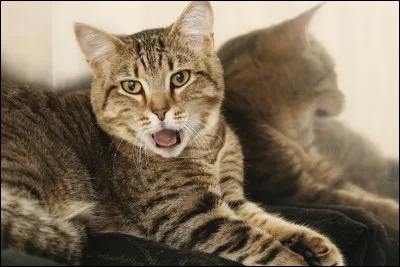 D'après une expression que craint le chat échaudé ?