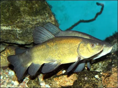 Quel est ce poisson d'eau douce ?