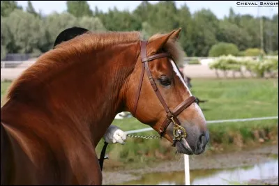 Quelle est cette robe?