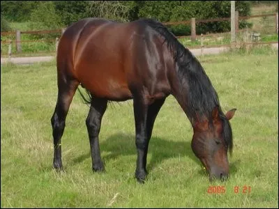 Quelle est la sorte de robe pour ce cheval bai ?