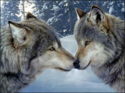 1) Les animaux dangereux ou pas : 
Comment dit-on ''loup'' en anglais ?