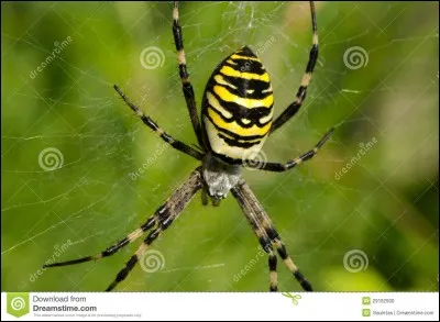 Comment dit-on ''araignée'' ?