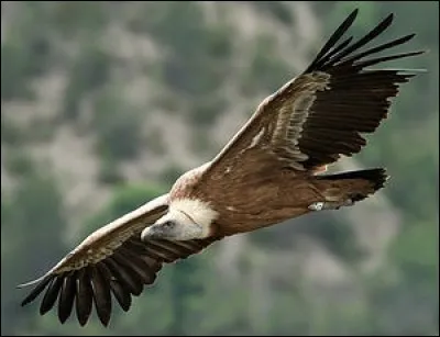 V comme vautour. Laquelle de ces affirmations est exacte ?