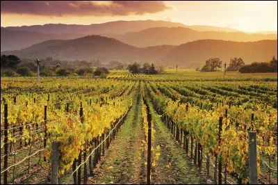 V comme vin. Quel est le premier pays producteur de vin hors d'Europe ?