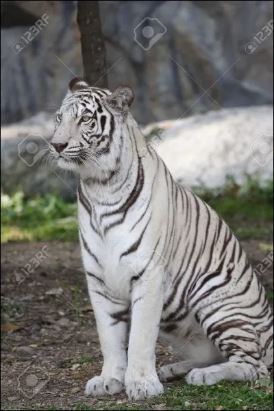 Sur l'image, vous pouvez-voir un tigre blanc.