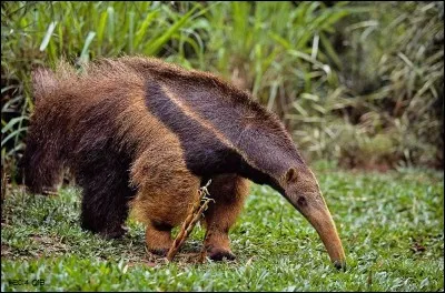 Quel est cet animal ?