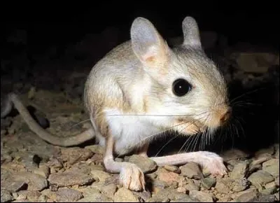 Quel est cet animal ?