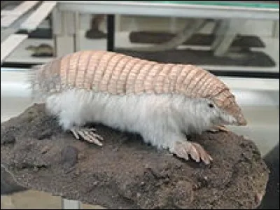 Quel est cet animal ?