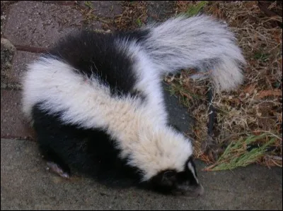 Elle s'appelle Fleur, et son ami s'appelle ...