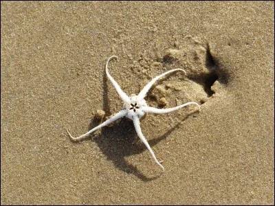 La réponse est princière et maritime !