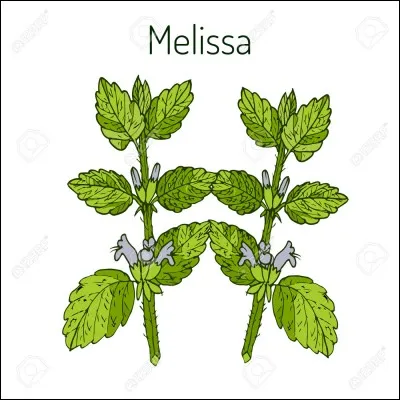 L'eau de mélisse a été fabriquée en 1611. Les bienfaits de la mélisse étaient alors connus depuis très longtemps pour soulager les problèmes digestifs et réduire la nervosité.